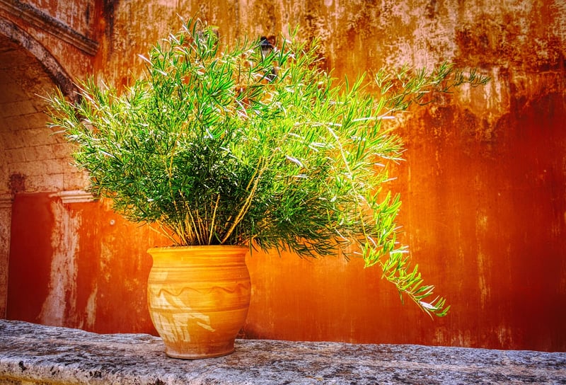 Wall-Mounted Pots